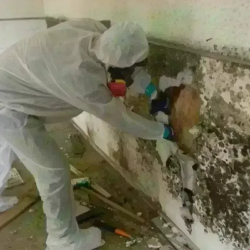 Mold Remediation and Removal in Georgetown, CT